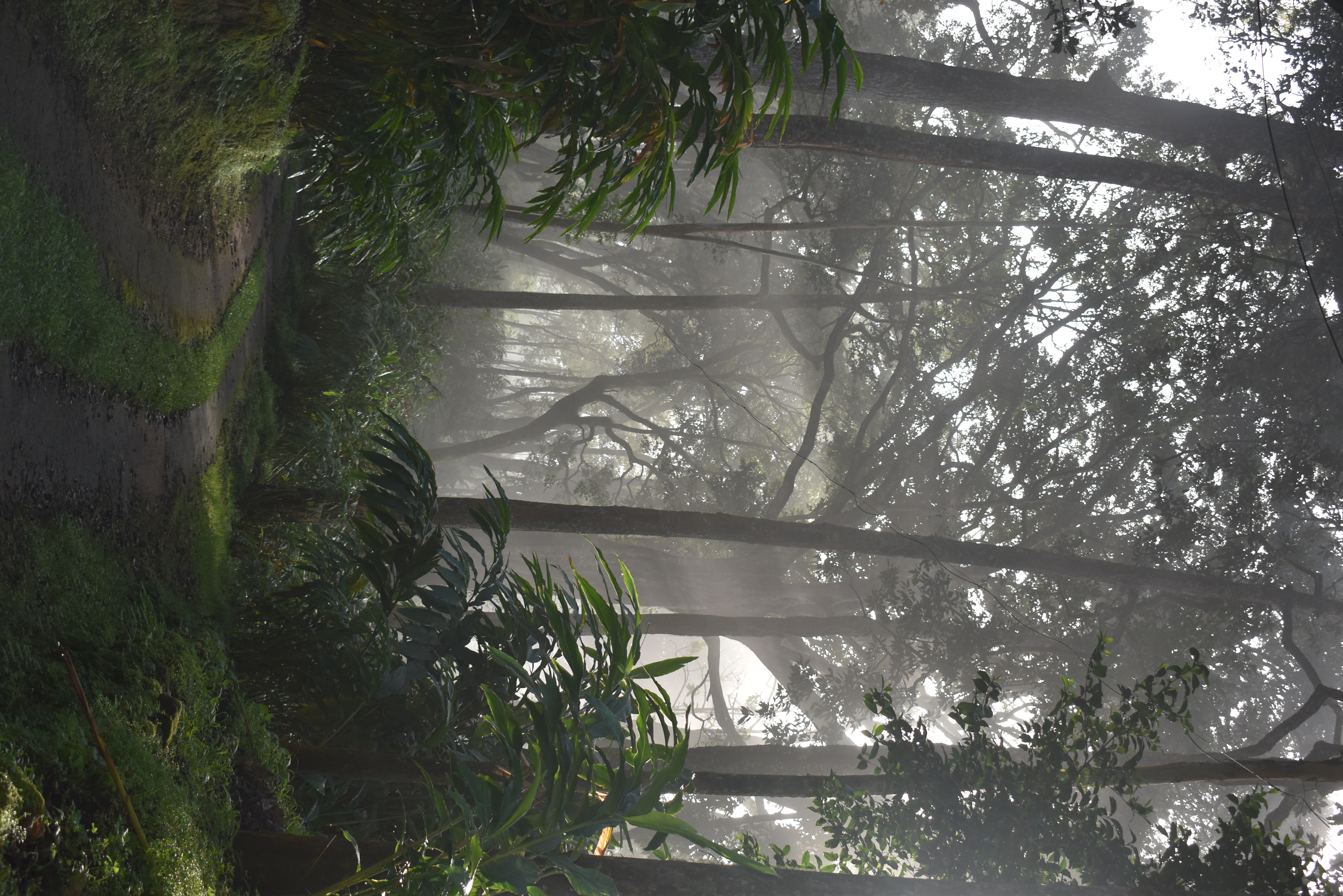 trees with personalities